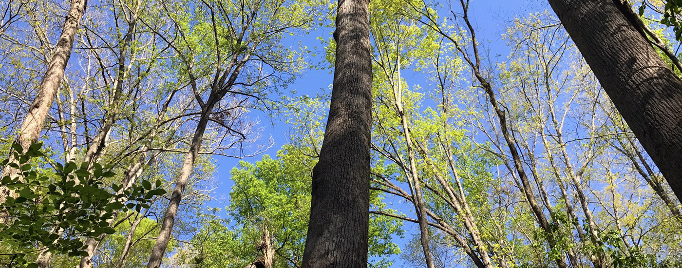 Hiking Trails - Elachee Nature Science Center